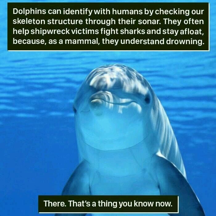 A Dolphin can