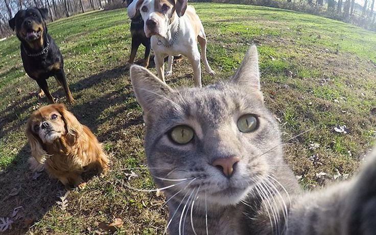 Селфи кота с собаками