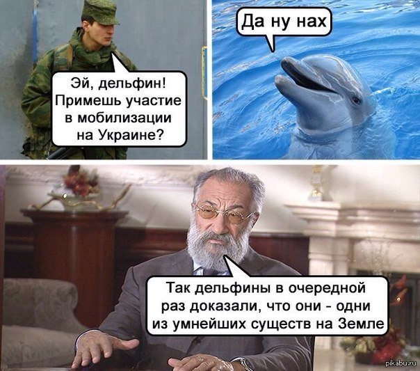 Так дельфины в очередной раз доказали Мем