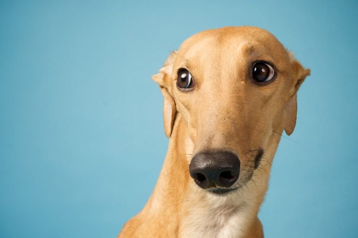 Гончая борзая