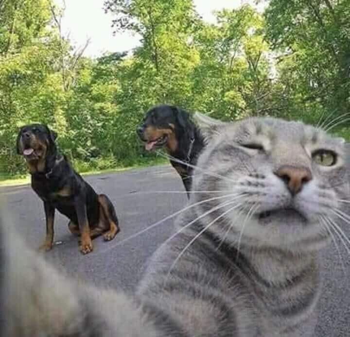 Селфи кота Мэнни