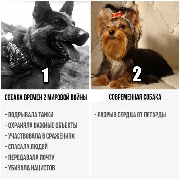 Собаки раньше и сейчас