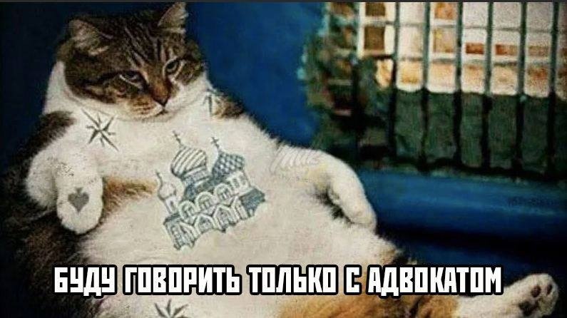 Кот зек