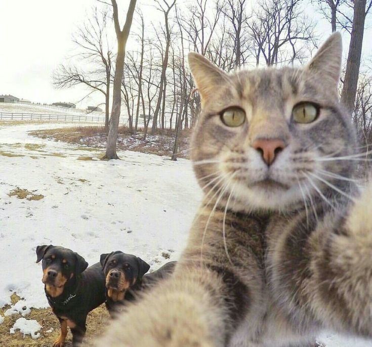 Селфи кота с собаками