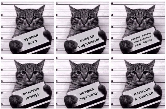 Коты с табличками