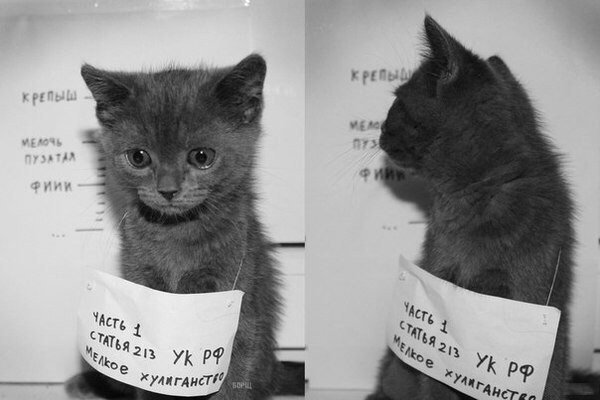 Кот с табличкой смешной