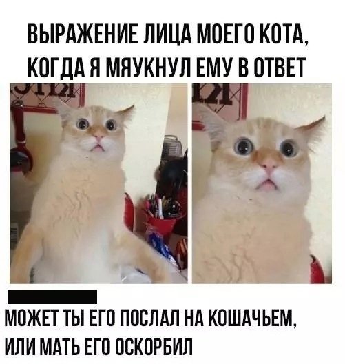 Мяукнул коту в ответ