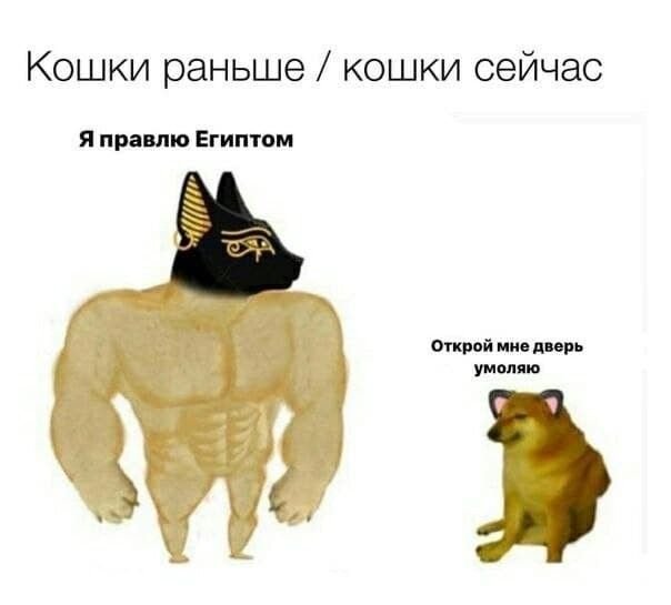 Коты раньше коты сейчас