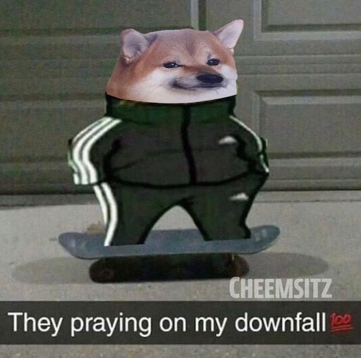 Пес в костюме адидас