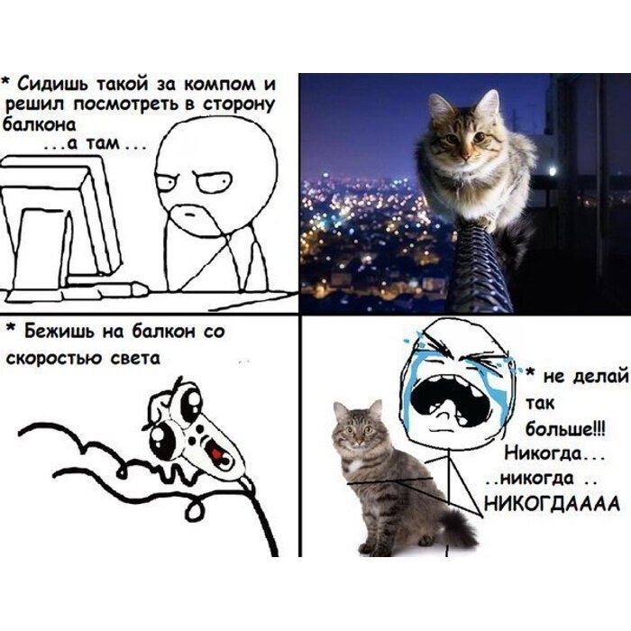 Коты мемы