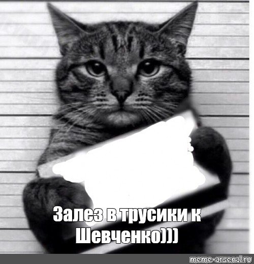 Кот с табличкой Мем