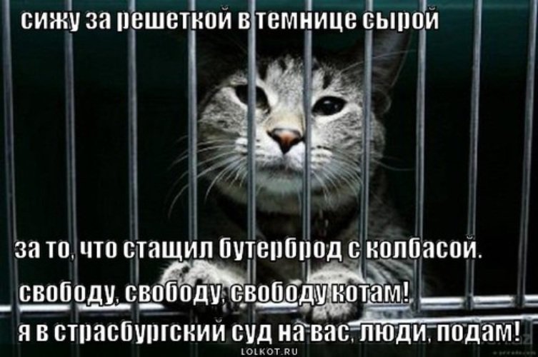 Свободу котам
