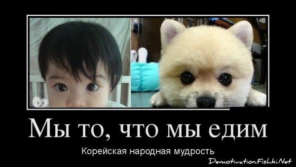 Шутки про корейцев и собак