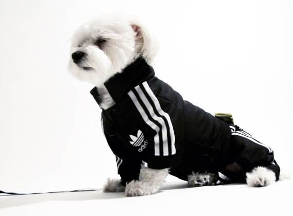 Собака в костюме адидас