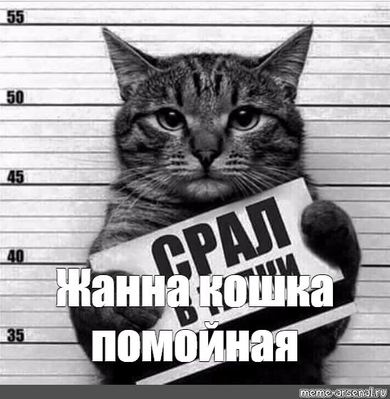 Кот с табличкой