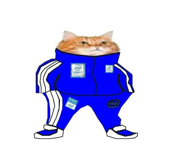 Котик в спортивном костюме