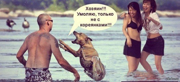 Шутки про корейцев и собак