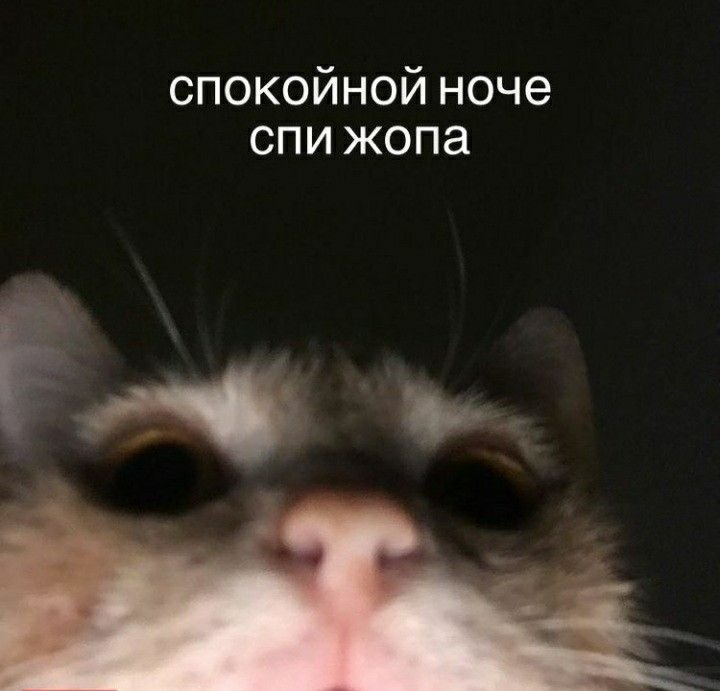 Покажи котика