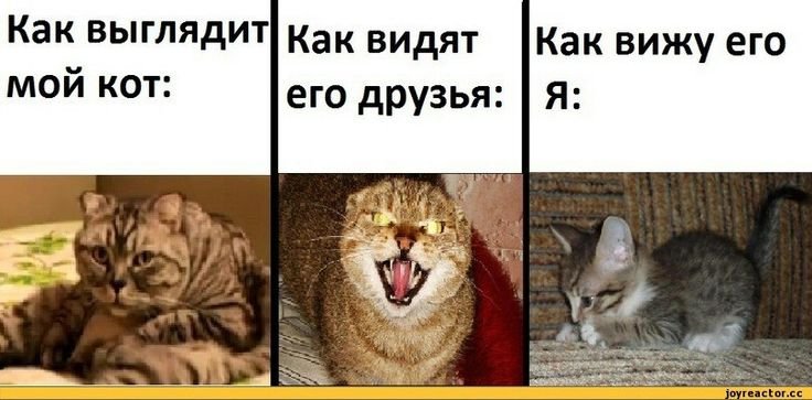 Смешные мемы с котами и надписями