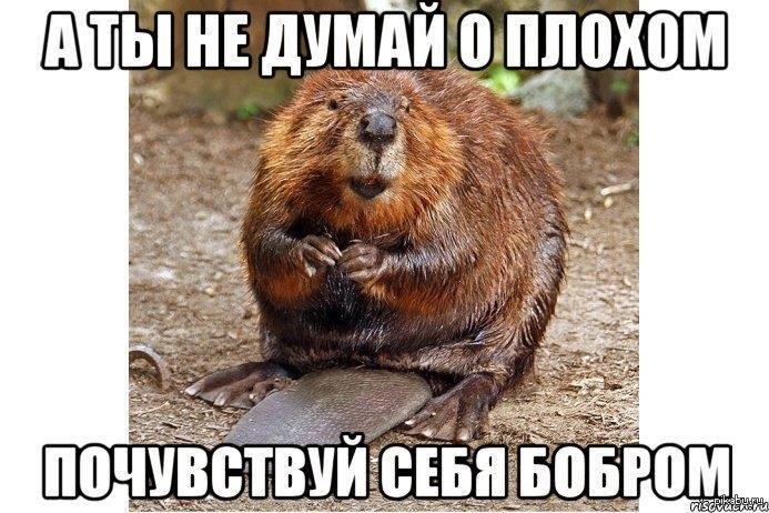 Шутки про Бобров