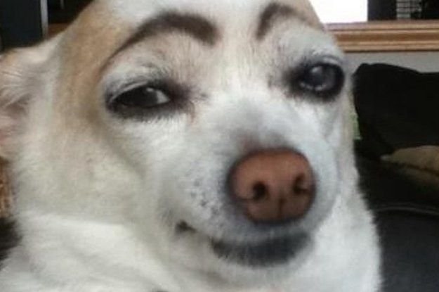 Собачка с бровями