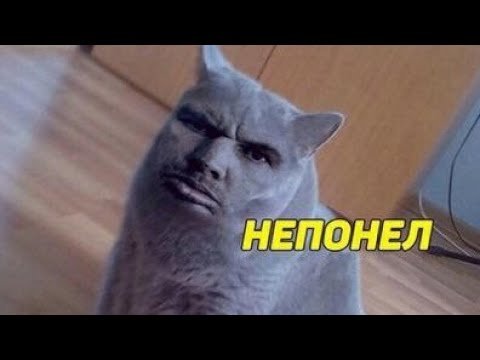 Непонимающий кот