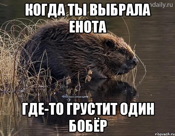 Бобер смешной