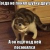 Понимающий кот Мем