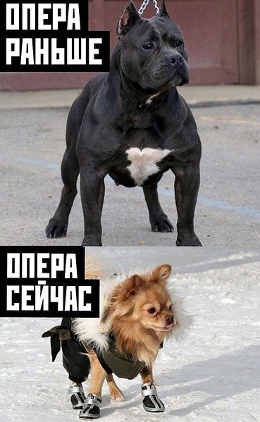 Собаки раньше собаки сейчас