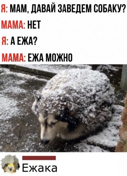 Мам давай собаку заведем а ежика