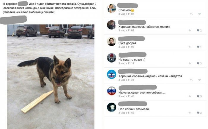 Пол собаки прикол