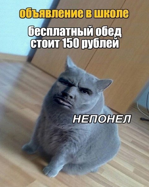 Кот загрузка