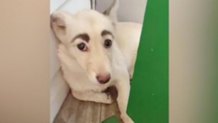 Собаки с бровями от природы