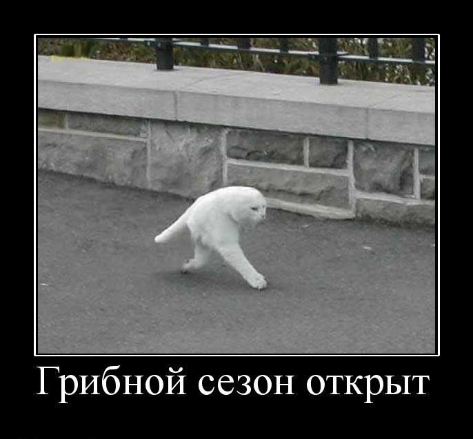 Кот убегает