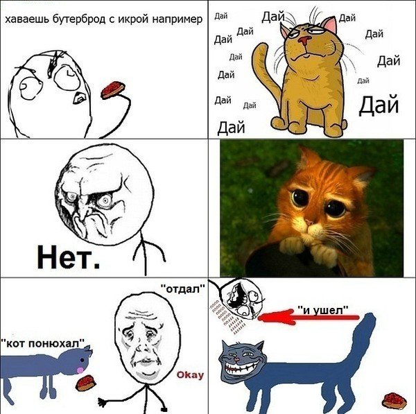 Коты приколы мемы