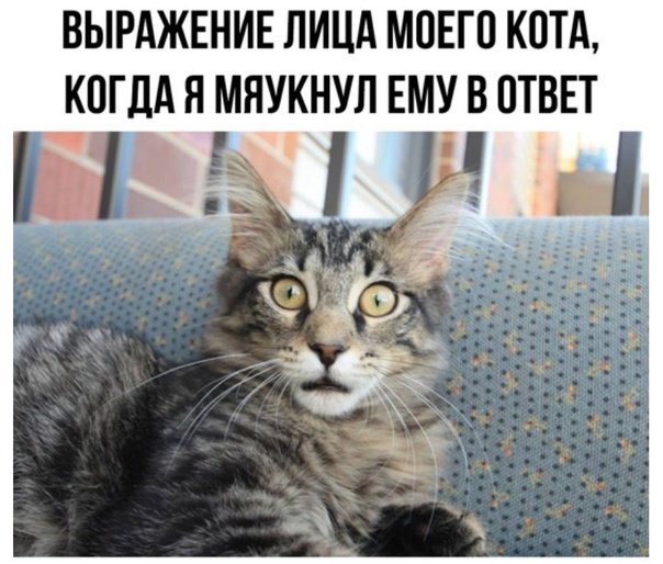 Мяукнул коту в ответ