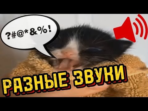 Кот мяукнул
