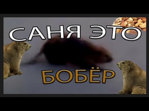 Бобр мемы