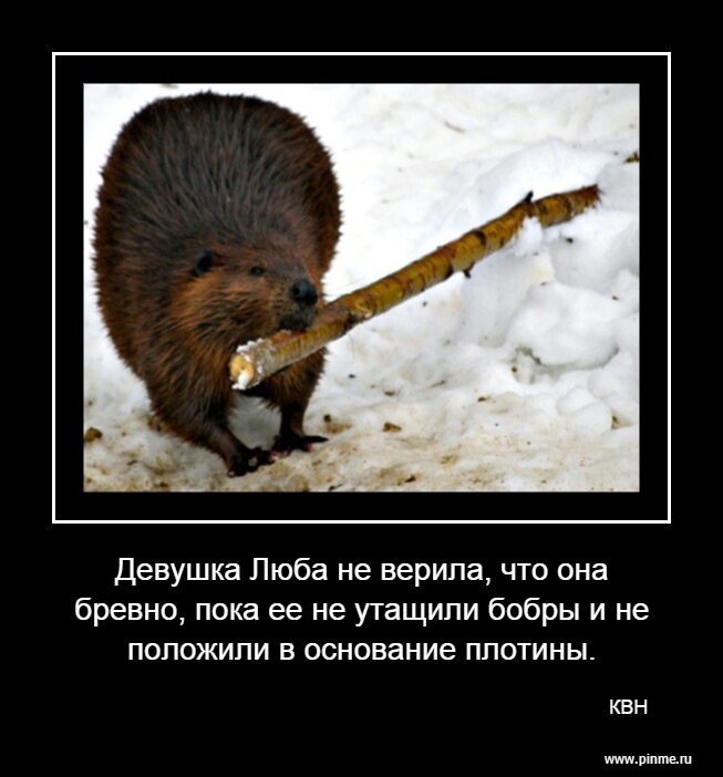 Бобры приколы