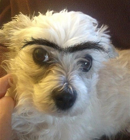 Собака с бровями