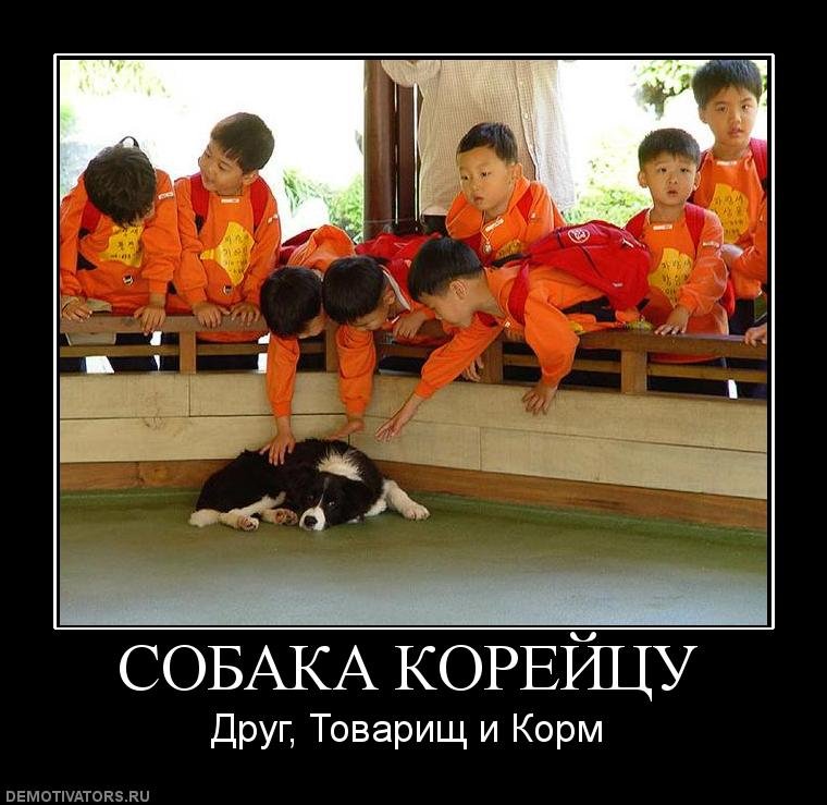 Корейцы едят собак прикол