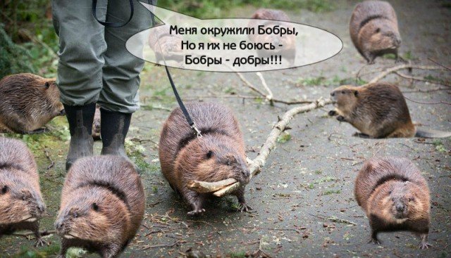 Бобры приколы