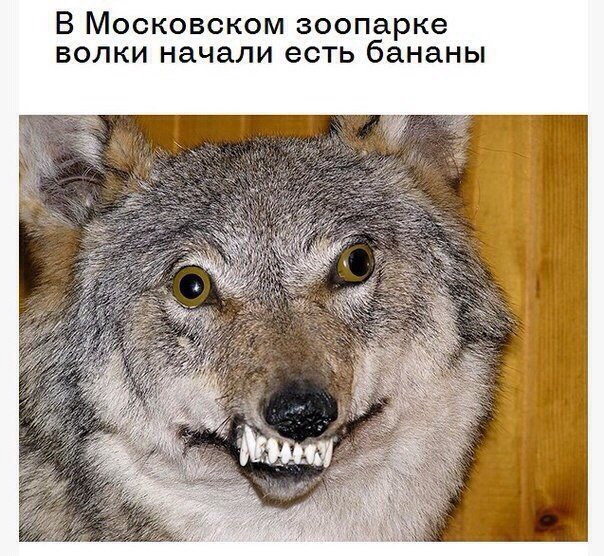 Смешной волк