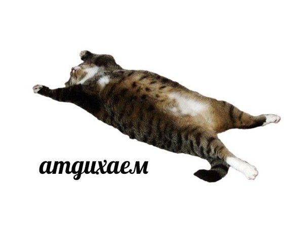 Котик лежит на белом фоне