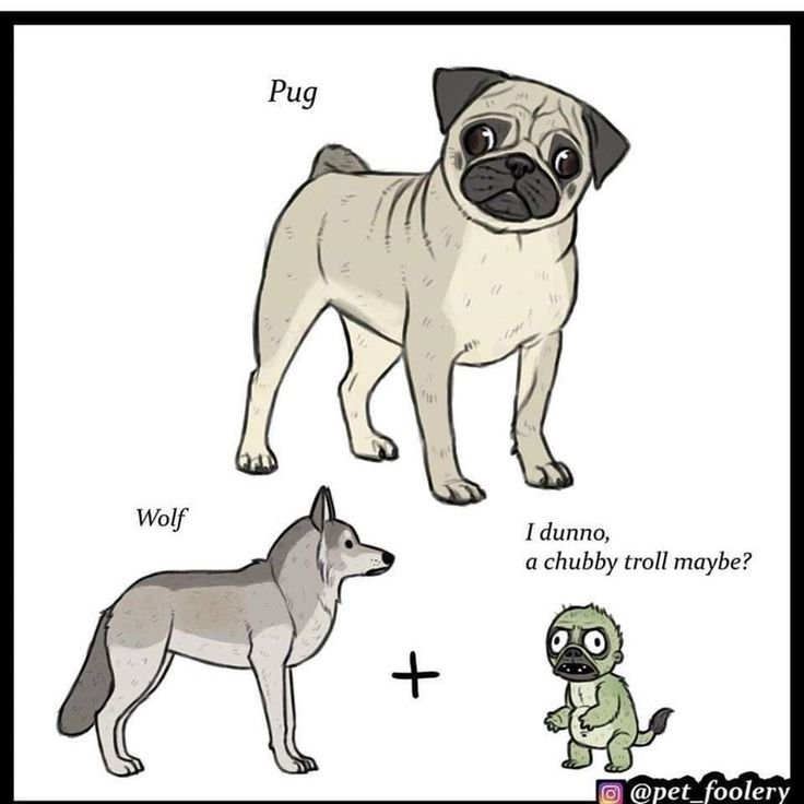 Произошла порода Мопс