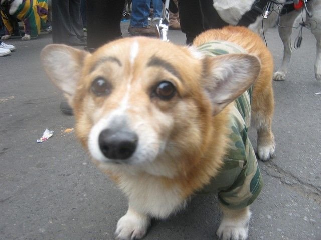 Собака с накрашенными бровями