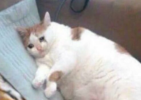 Кот плачет Мем