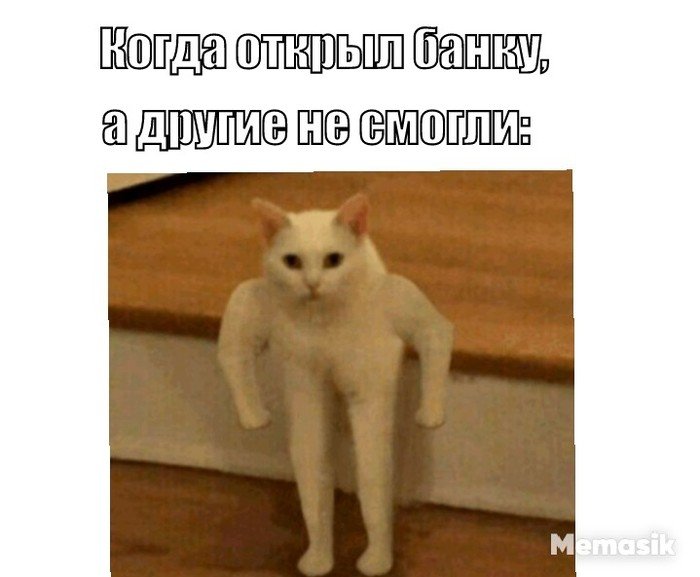 Мемы с котиками