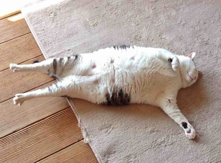 Толстый кот на спине