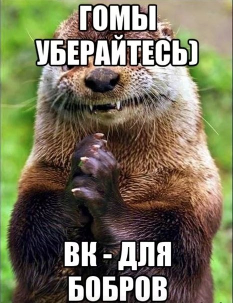 Бобры мемы